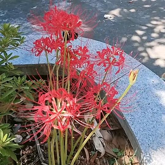 🌺彼岸花🌺