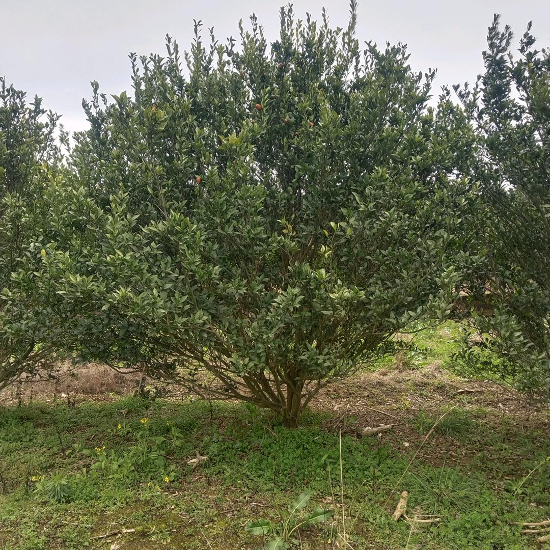 A桂林诚信苗木香泡专供