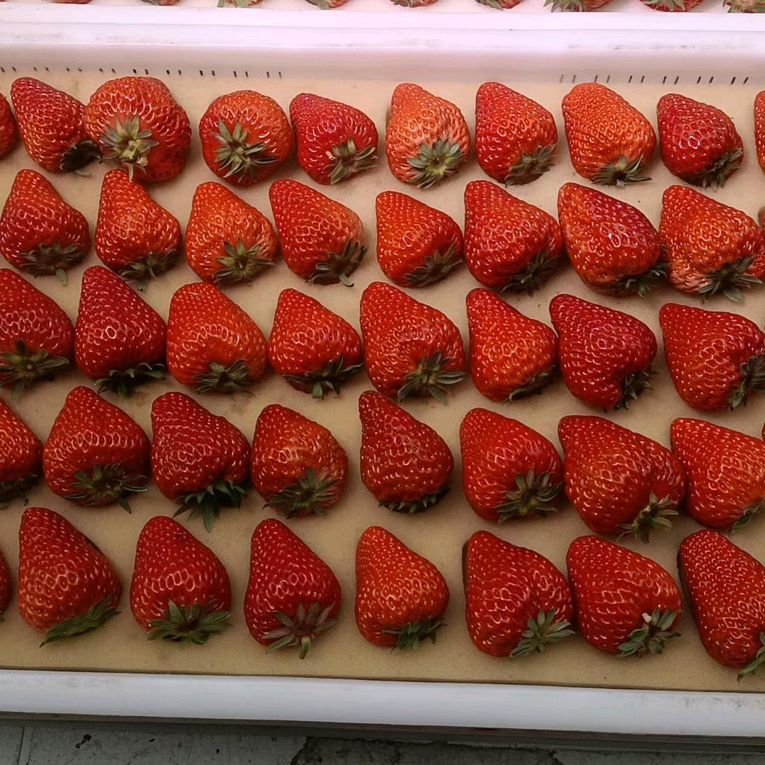 丹东九九草莓本地直发