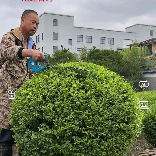 阿芳园艺（水腊球）