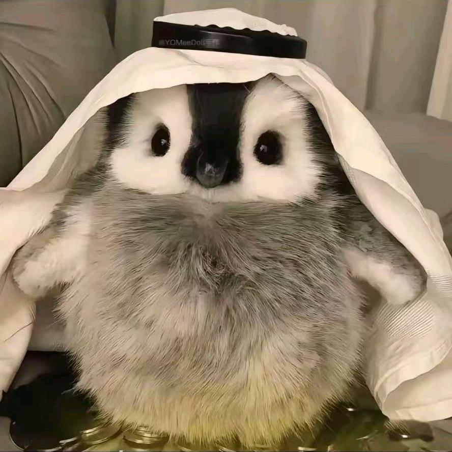 每天都是上上签