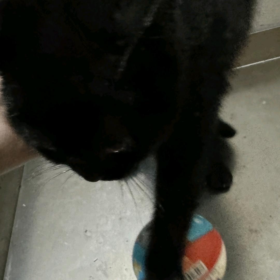 还不会抓耗子的警长