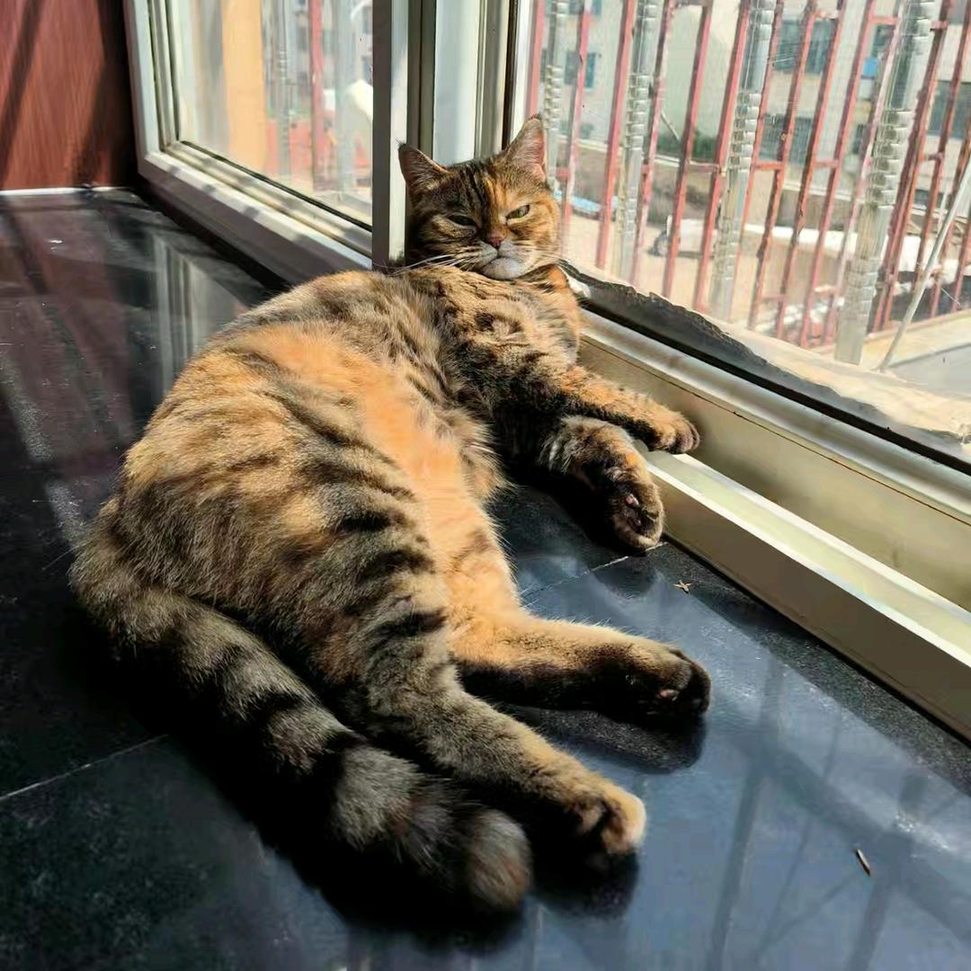 🐱🐱🐱🐱🐱🐱