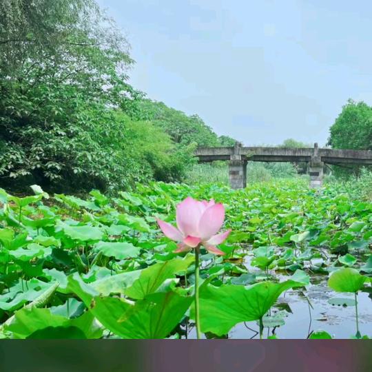 ☞半←_←颗←_←糖☜