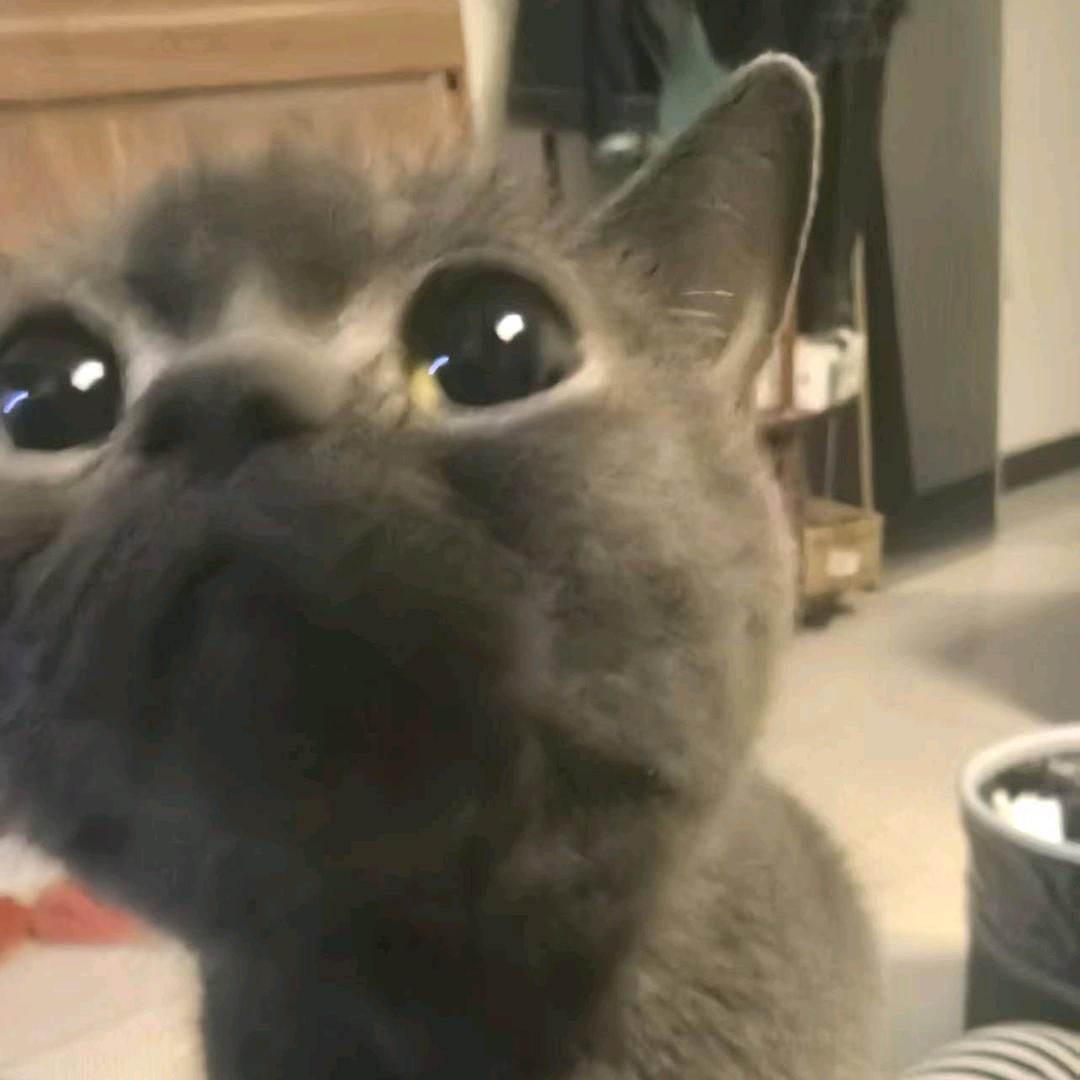 小猫🐱不吃鱼