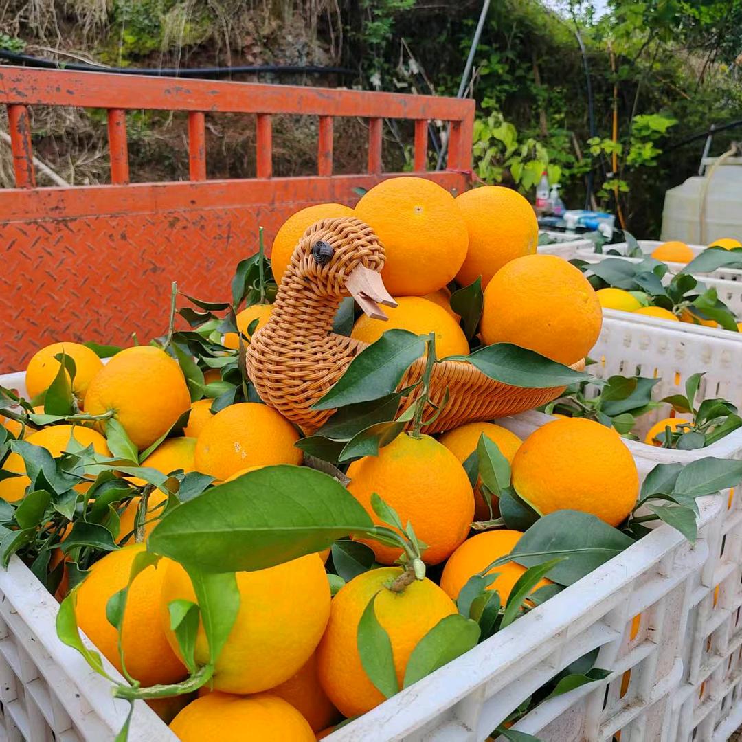 丹棱县丰乐果园卖爱媛38号果冻橙产区直发