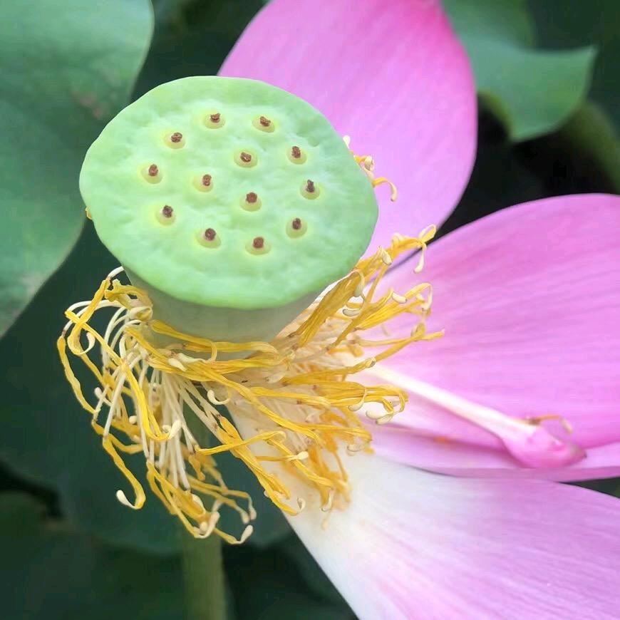 妙品🌹玄宗堂