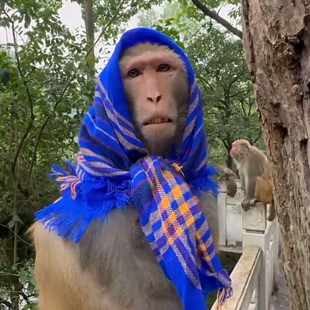 𓈒𓂂𓆝黔灵山在逃大母猴