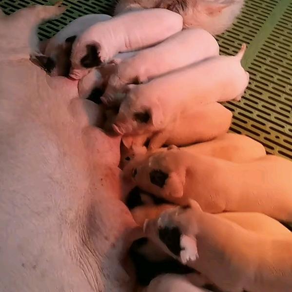 养猪哥