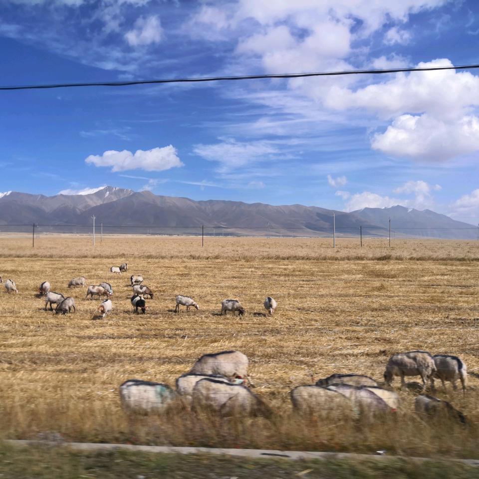 西汉乐观的银鱼