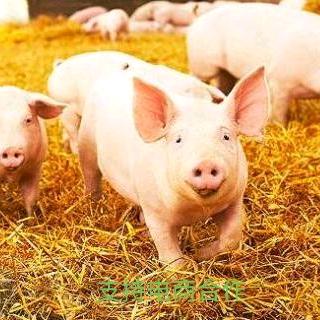 郑焕磊…猪副产品厂家直销