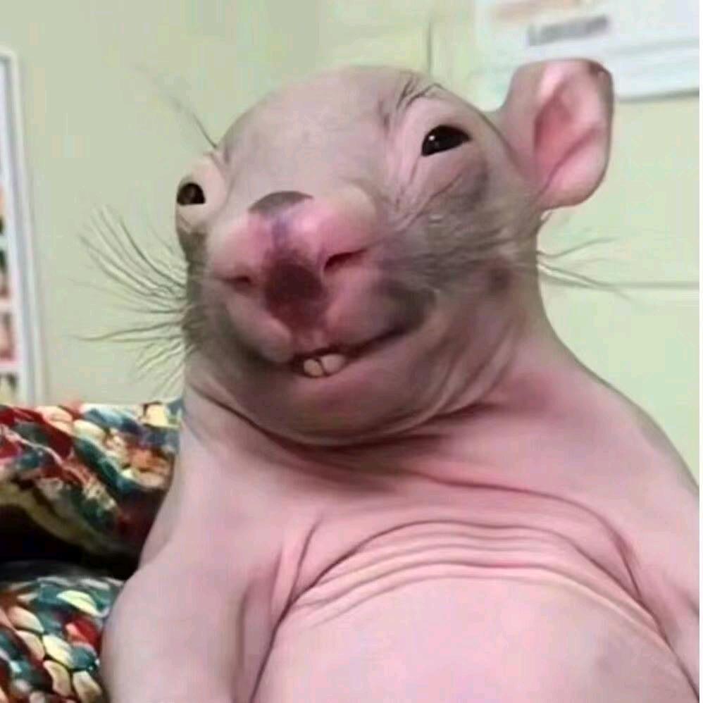 竹肃（三角洲跑刀鼠）