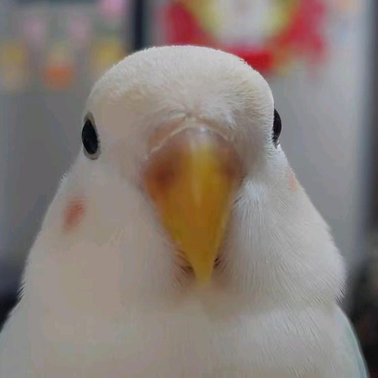 幸福🥰宝子