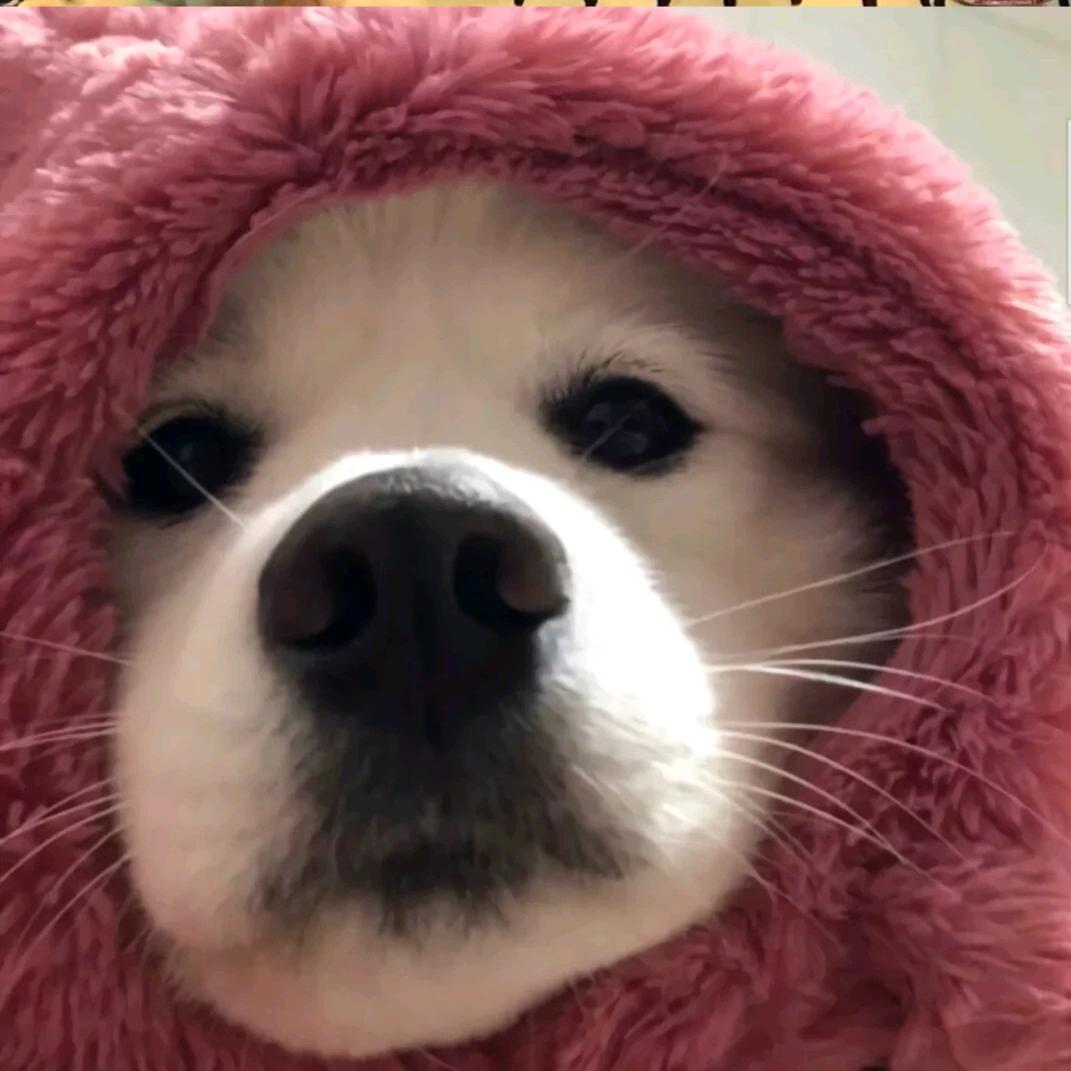 冰糖雪李