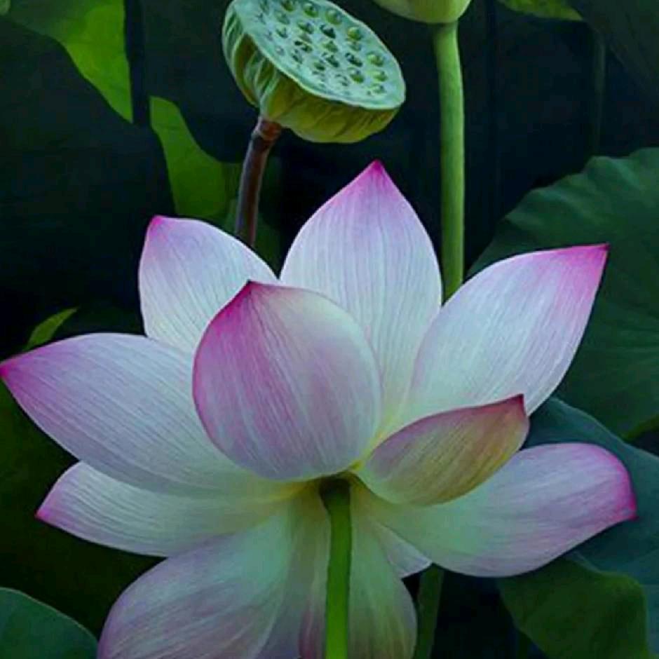 荷花