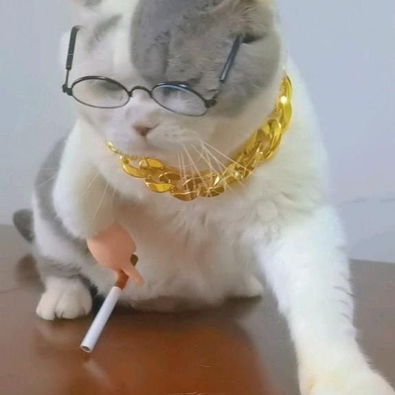 @胖球是只猫🍼