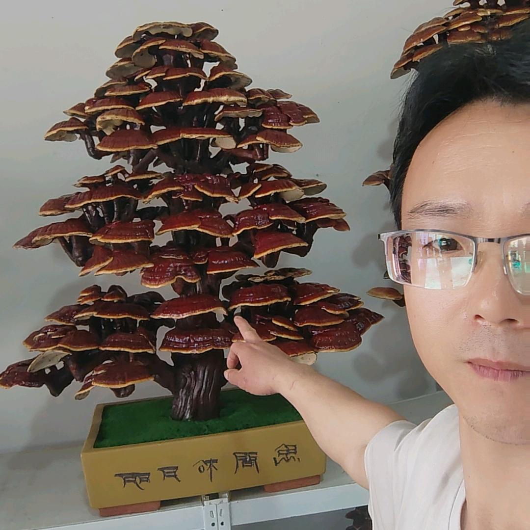 祥瑞灵芝盆景园艺8