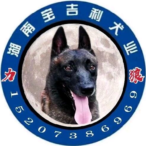 宝吉利 专业马犬繁训