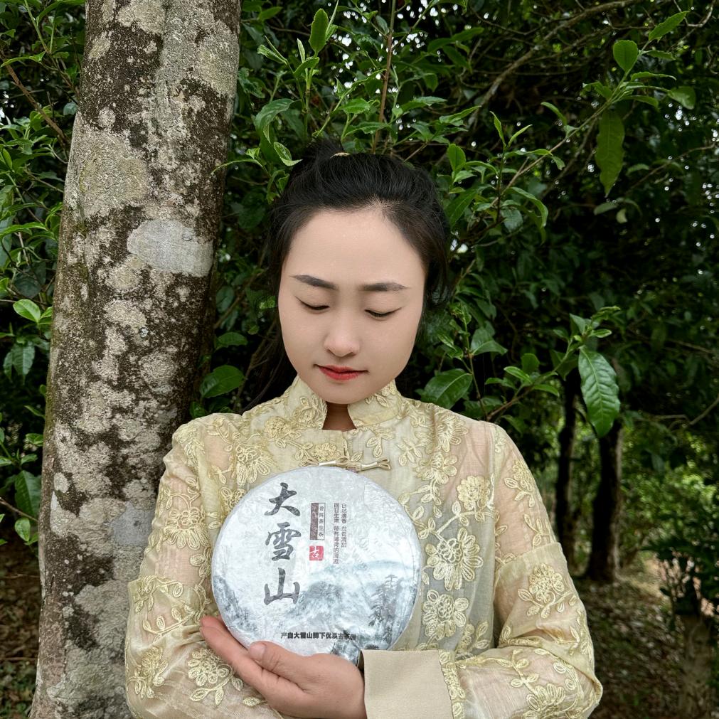 大雪山古树茶