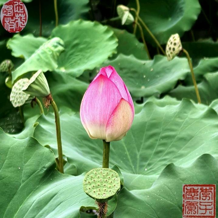 心花怒放