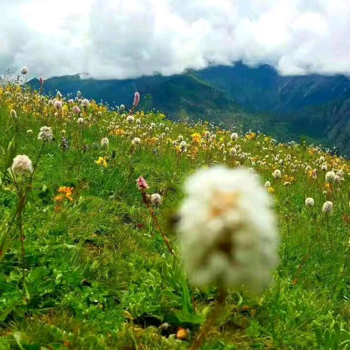 康巴扎西
