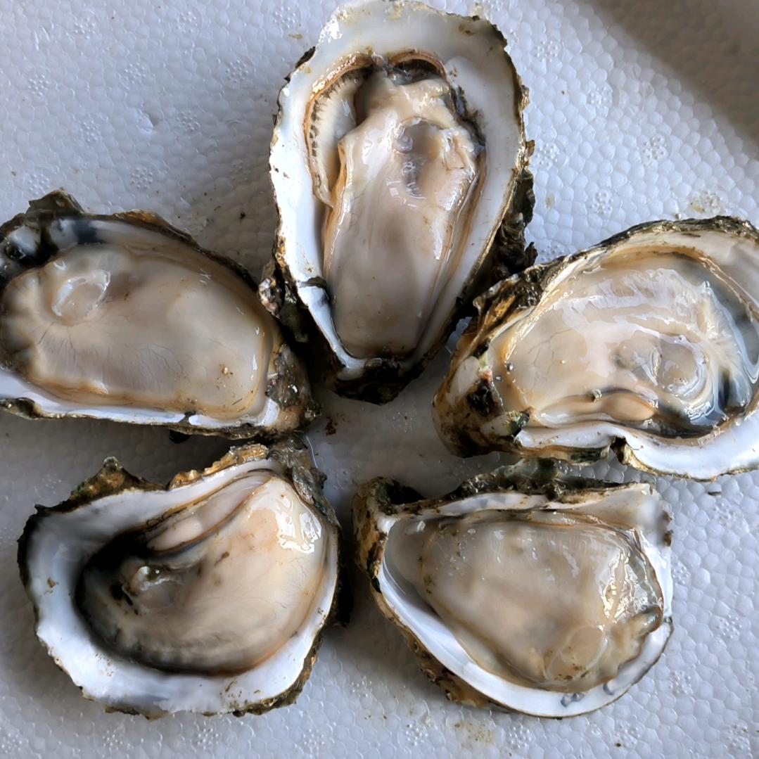 湛江生蚝批发（老黑）