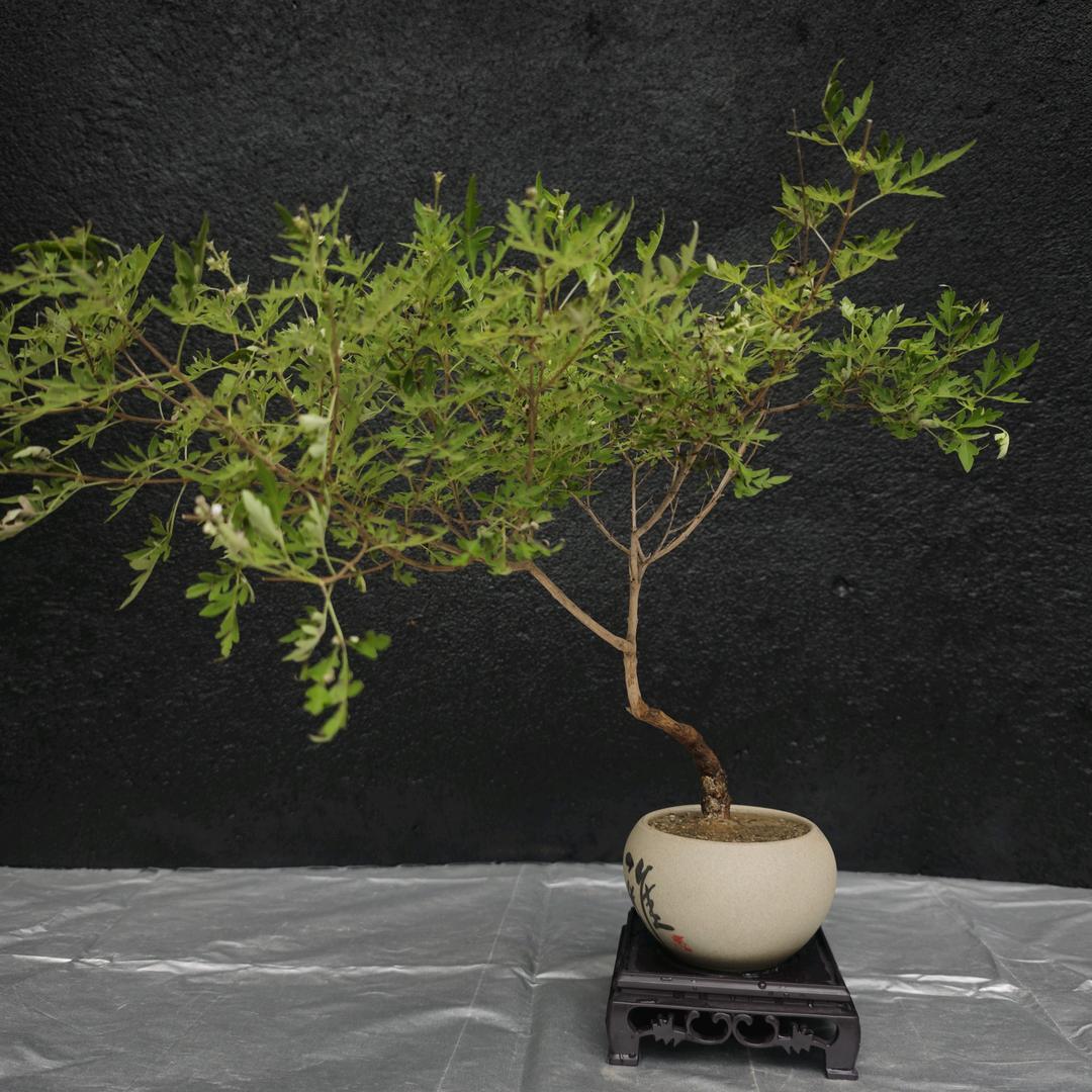 元茗黄荆盆景