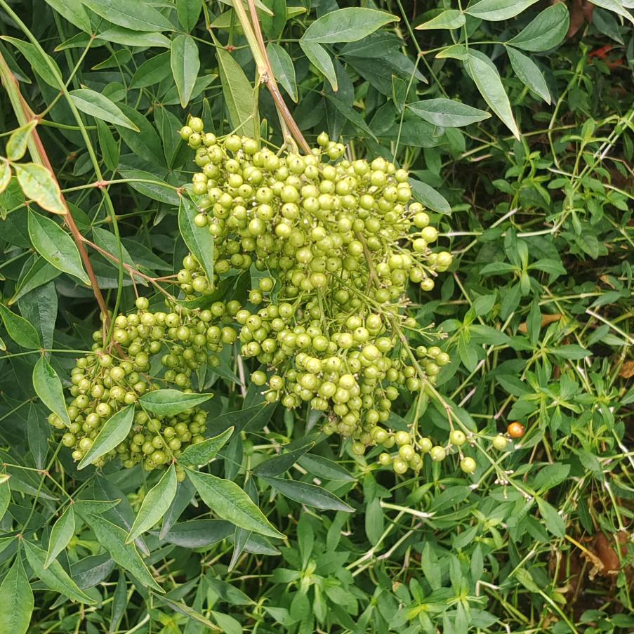 精彩绝伦苏苏