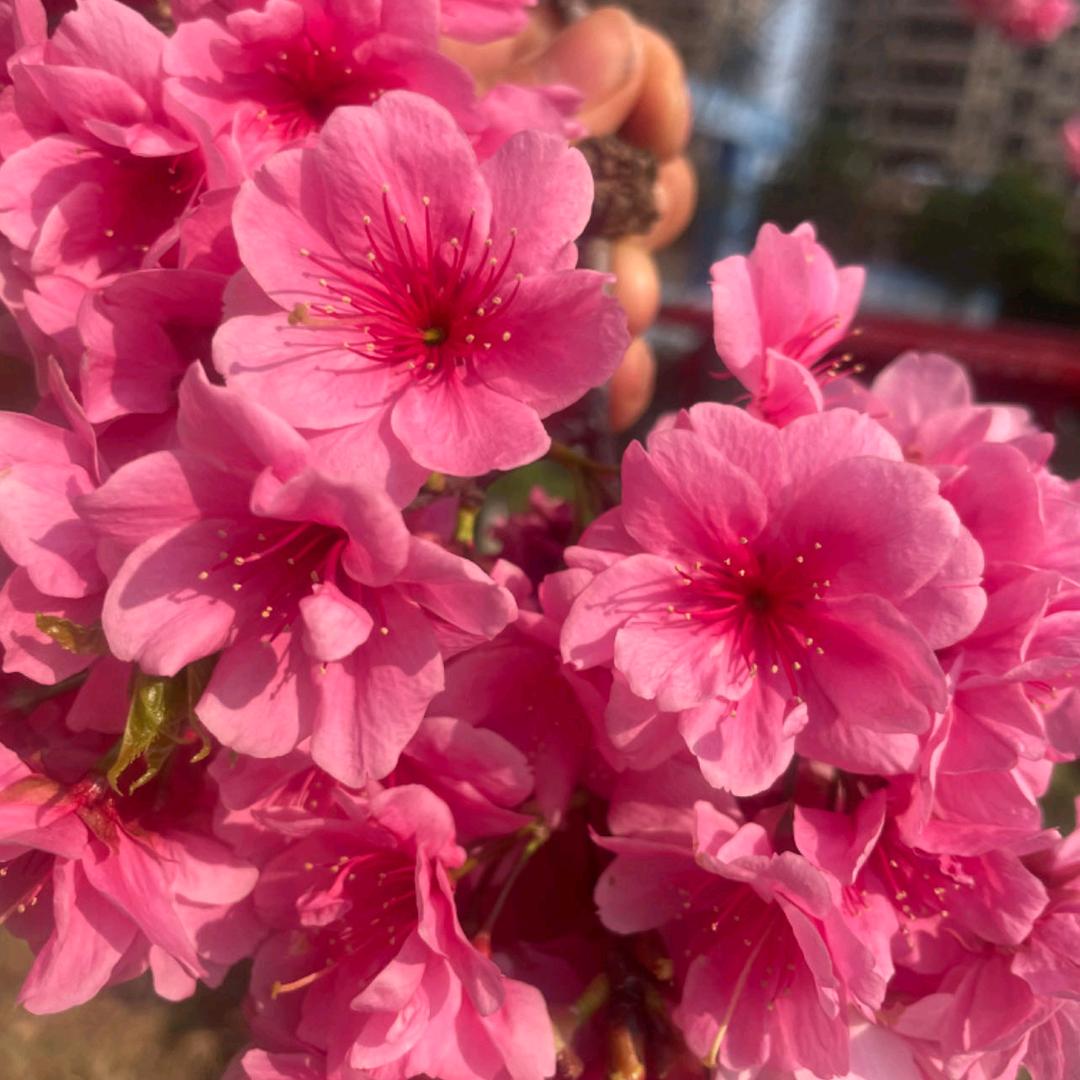 苦中乐