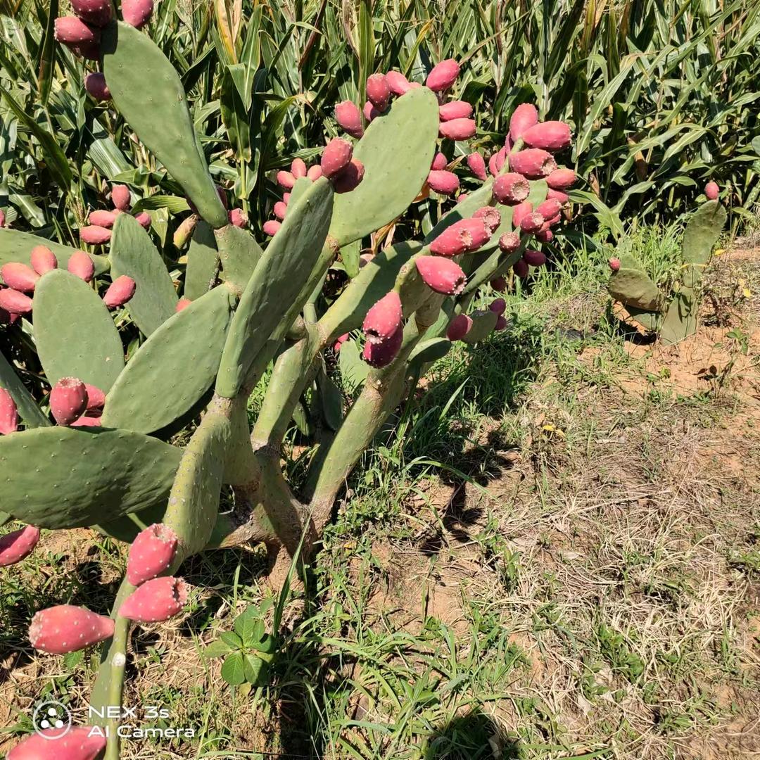 大理仙桃小弟🌵