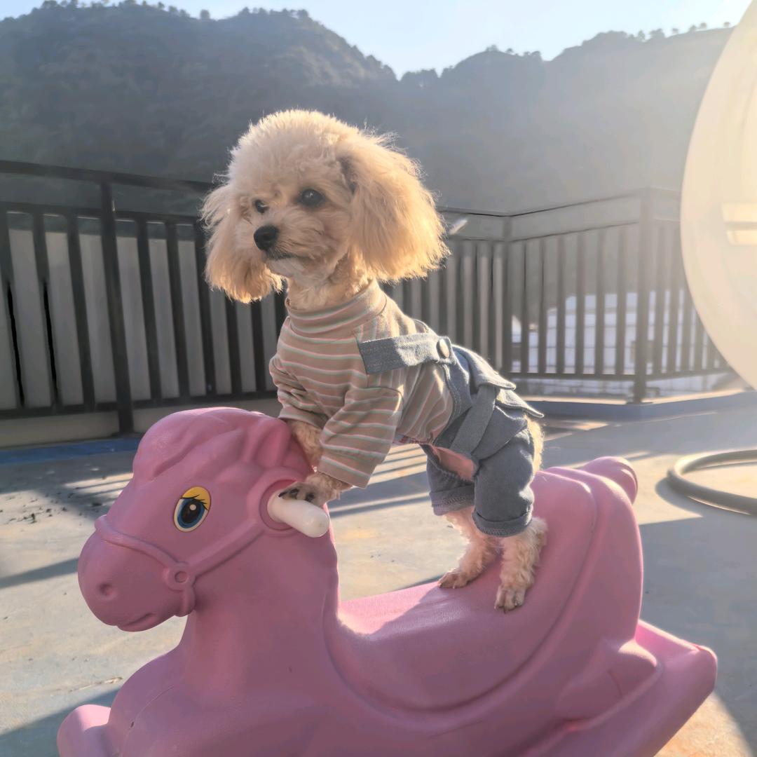 贝贝
