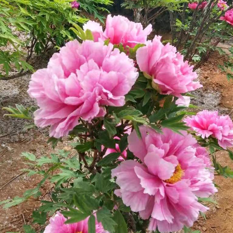 随心所欲，