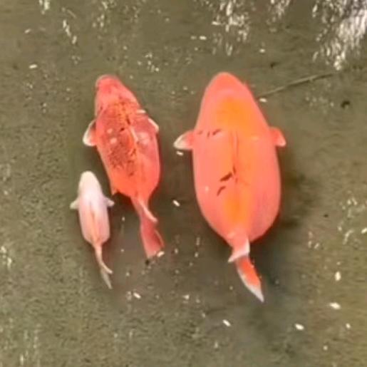 黄色胖头鱼🐟（深爱版）