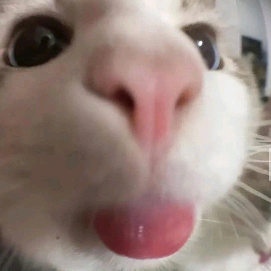 烤鱼🐟