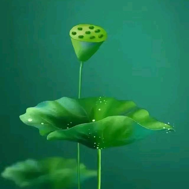 福寿康宁🦚🦚🦚
