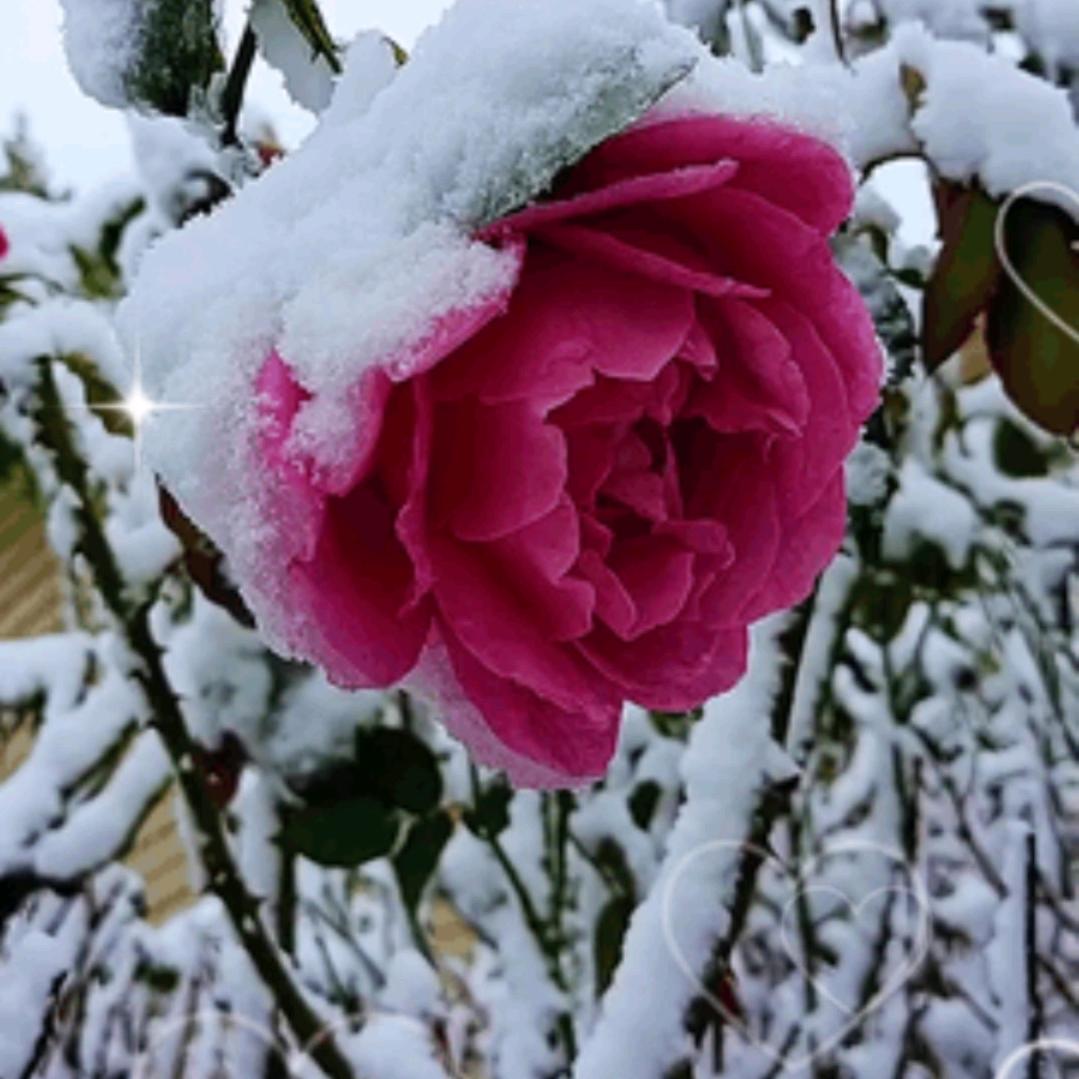 雪中送炭