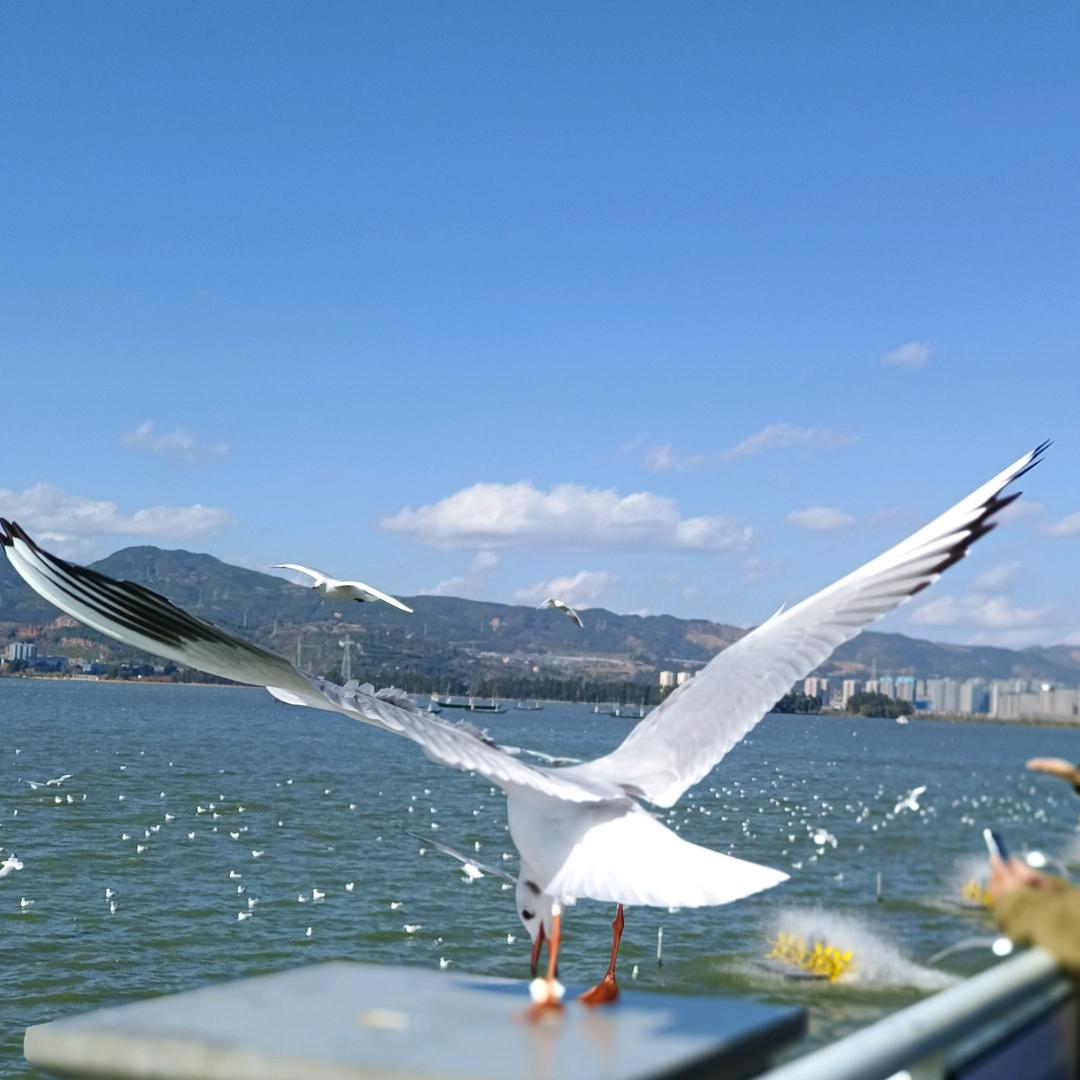 沃得农机(益阳惠丰曹叶)