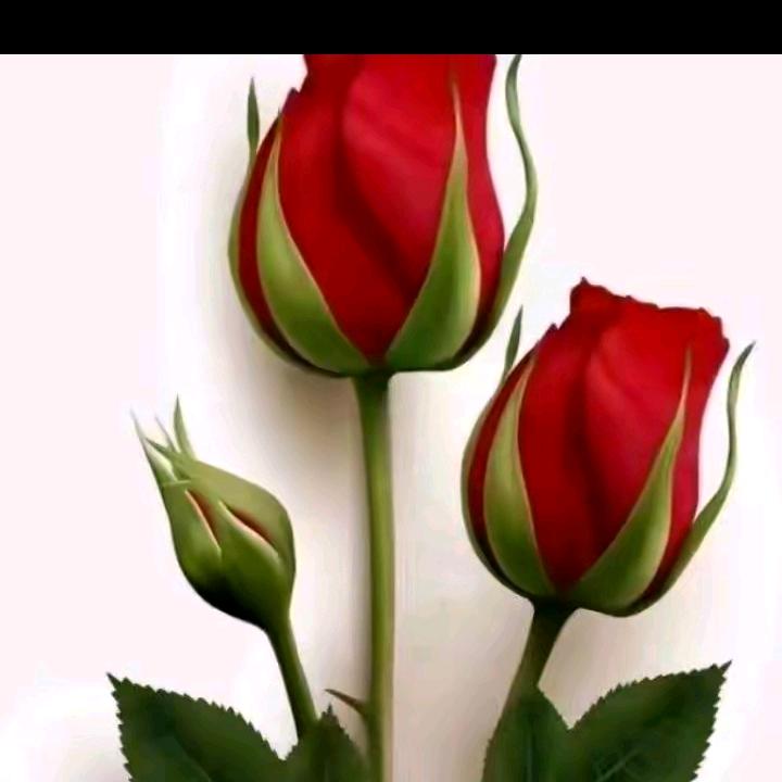 🌷🌷🌷
