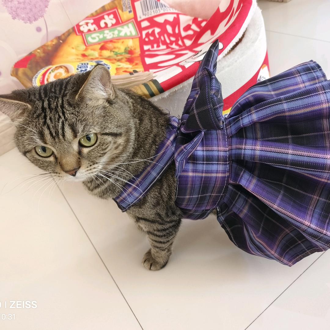 东北小白呼的日常生活