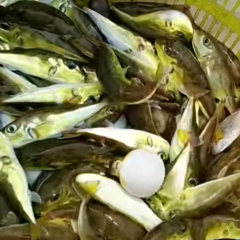 卖海鲜的单身臭男人