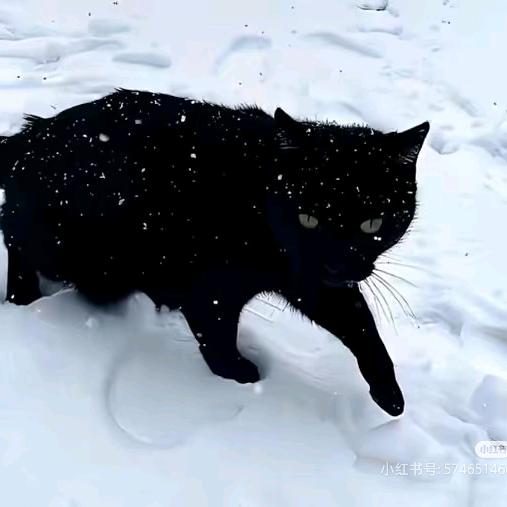 𝒟𝒶𝓃𝒳𝒾🖤