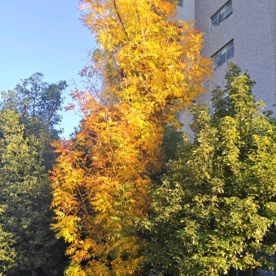 おばさん