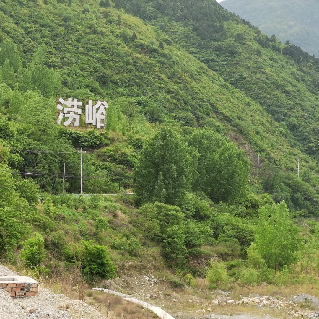 芷馨月兰