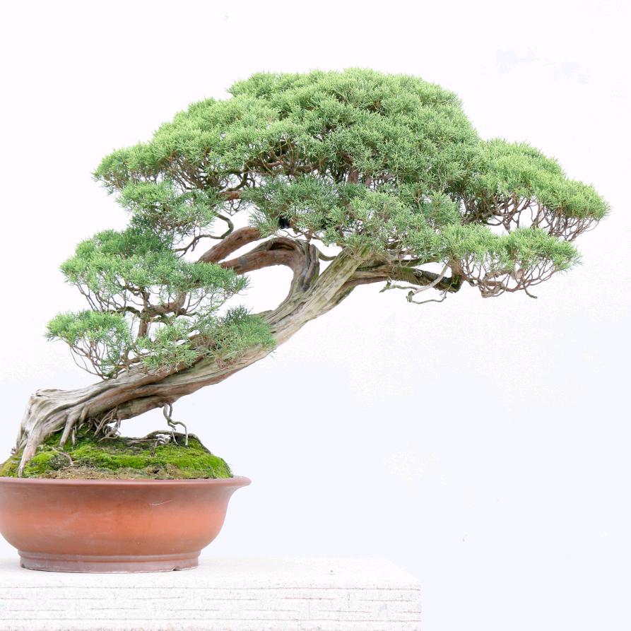 盆景艺术   胡连忠