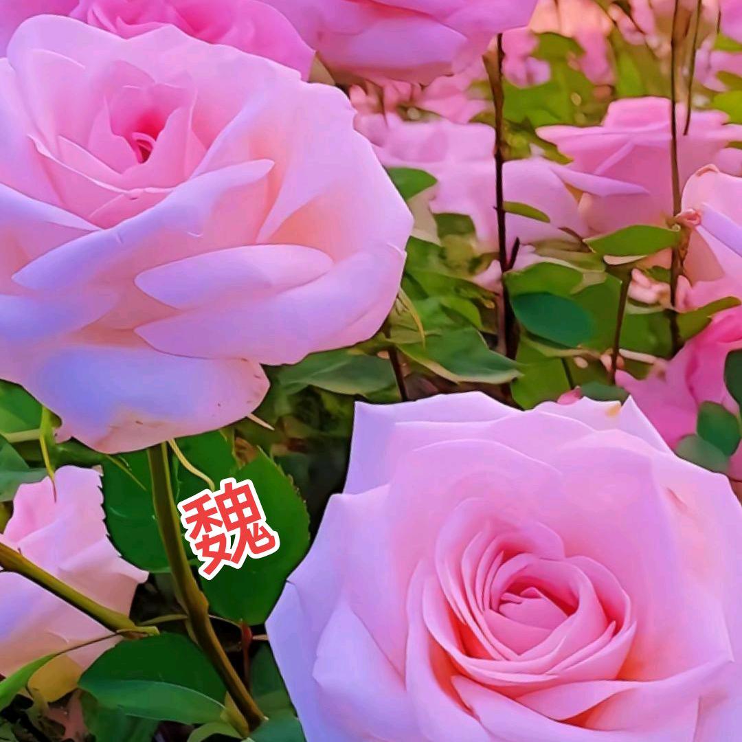 芳姐🌹