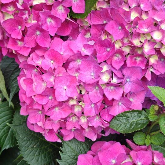 百香花🌹🌹🌹