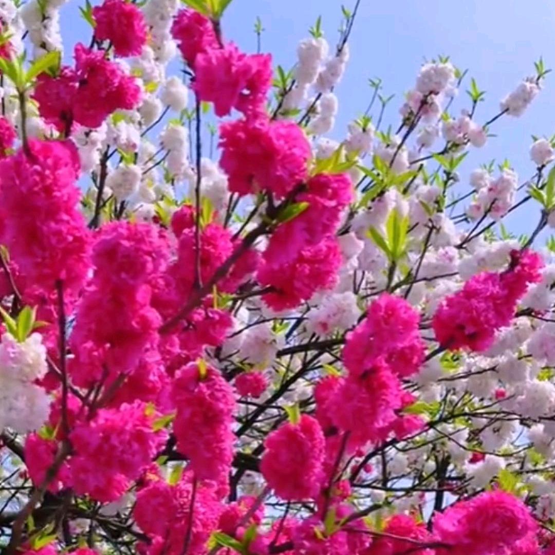 ꧁💞꧔ꦿ海蓝℘᭄ᩚ꯭ᩚ之心💞᭄᪲ᩚ꯭