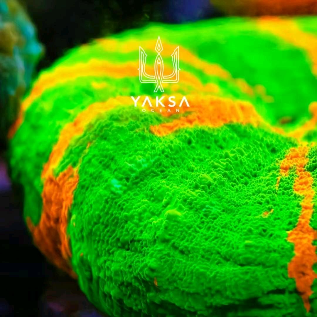 YAKSA亚克萨海洋-大春