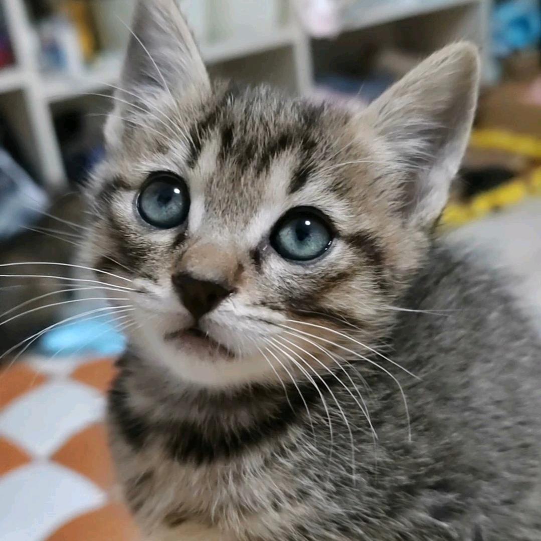 🌈黑灰化肥会挥发🌈