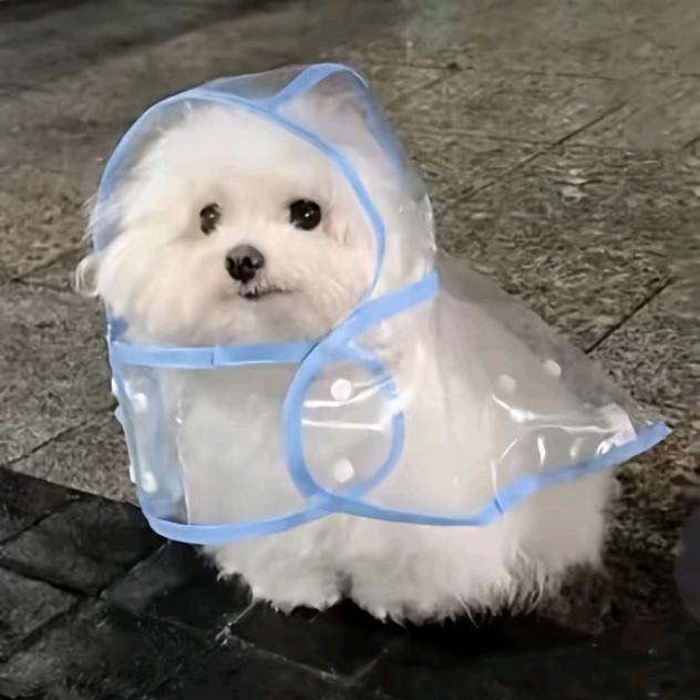 芸欣